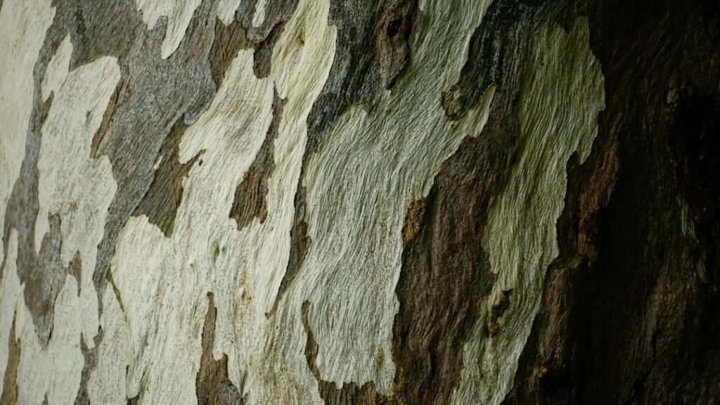 Photo bark pain