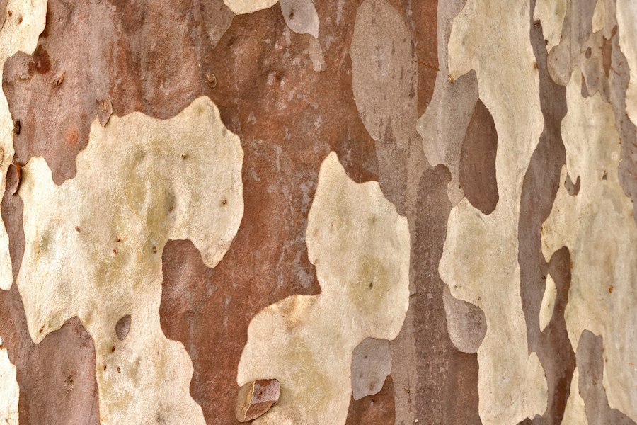 Photo bark pain