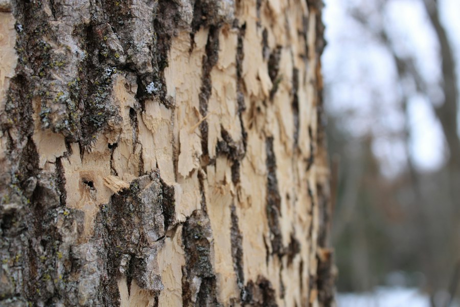 bark pain